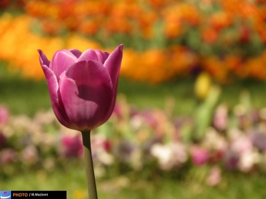 تصاویر:جشنواره گل‌های پیازی در مشهد