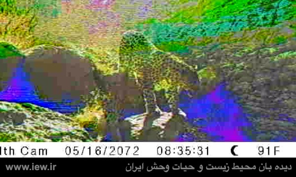 تصویربرداری از ۲ قلاده پلنگ ایرانی در سرخس