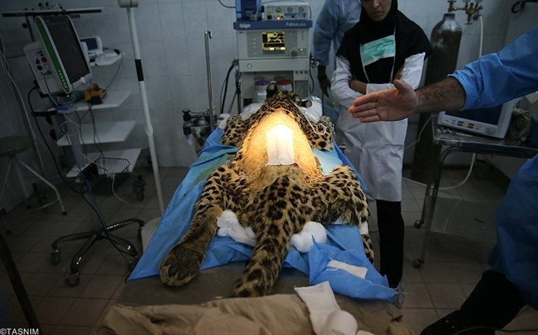گزارش تصویری: عمل جراحی پلنگ خرم‌آباد - يافته