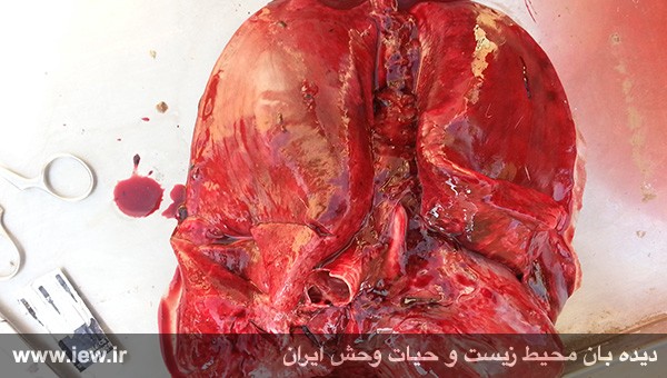مرگ دلخراش یک آهو بر اثر تعقیب با موتورسیکلت