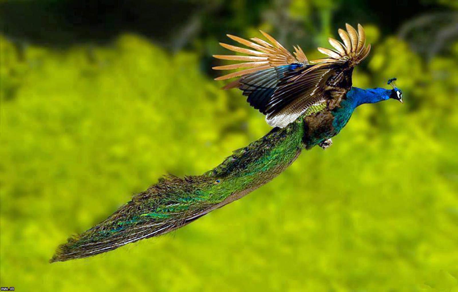 تصاویر زیبا از پرواز طاووس - هراز نیوز