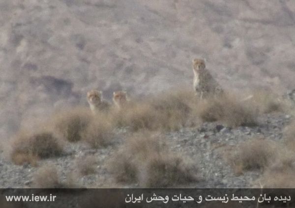 تصویربرداری از چهار یوز پس از شکار یک میش وحشی