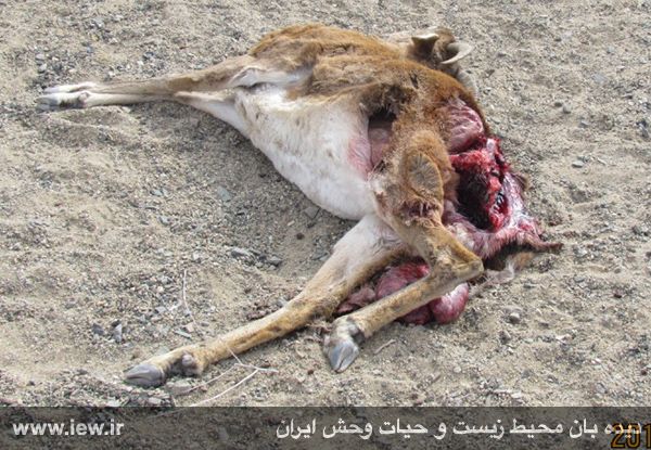 تصویربرداری از چهار یوز پس از شکار یک میش وحشی