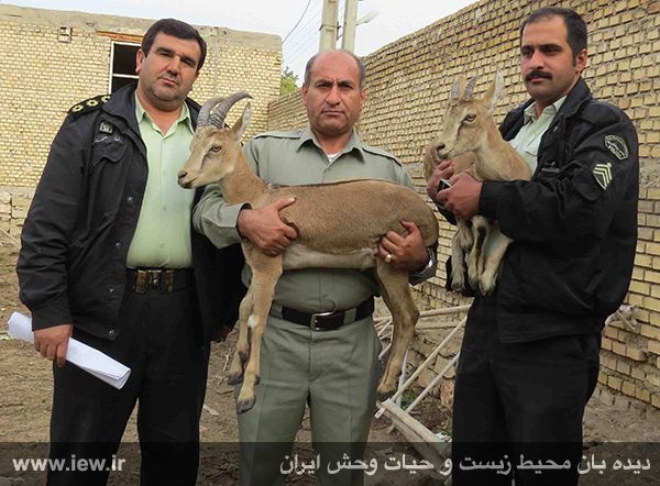 کشف دو راس کل و بز وحشی زنده از منزل مسکونی