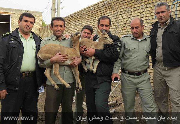 کشف دو راس کل و بز وحشی زنده از منزل مسکونی