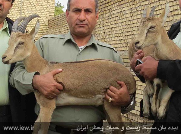 کشف دو راس کل و بز وحشی زنده از منزل مسکونی