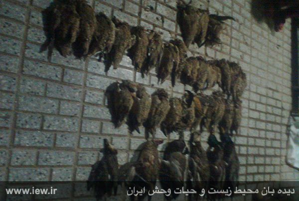 زنان شکارچی غیرمجاز، معضل جدید محیط زیست