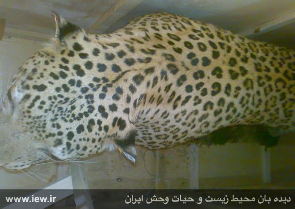 کشف لاشه تاکسیدرمی شده یک پلنگ ایرانی