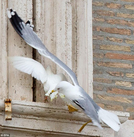 پرندگان به کبوتر‌های صلح پاپ حمله کردند