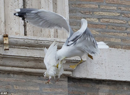 پرندگان به کبوتر‌های صلح پاپ حمله کردند