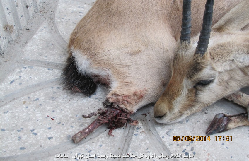 کشف یک راس جبیر مجروح در منطقه حفاظت شده