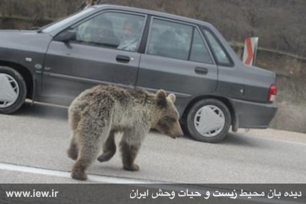 زندهگیری خرس سرگردان در جاده پارک ملی +تصاویر زندهگیری خرس سرگردان در جاده پارک ملی +تصاویر