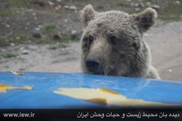 زندهگیری خرس سرگردان در جاده پارک ملی +تصاویر زندهگیری خرس سرگردان در جاده پارک ملی +تصاویر