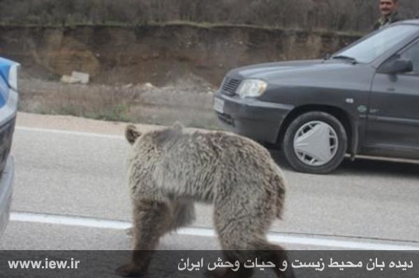 زندهگیری خرس سرگردان در جاده پارک ملی +تصاویر زندهگیری خرس سرگردان در جاده پارک ملی +تصاویر