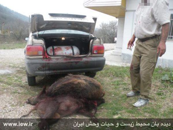 دستگیری باند شکار غیرقانونی و فروش گوشت خوک وحشی به رستوران ها دستگیری باند شکار غیرقانونی و فروش گوشت خوک وحشی به رستوران ها