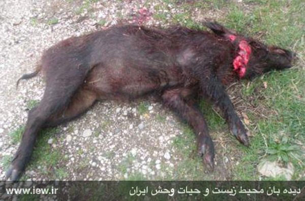 دستگیری باند شکار غیرقانونی و فروش گوشت خوک وحشی به رستوران ها دستگیری باند شکار غیرقانونی و فروش گوشت خوک وحشی به رستوران ها