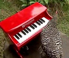 مرغ پیانیست در باغ‌وحش «هونولولو»+عکس