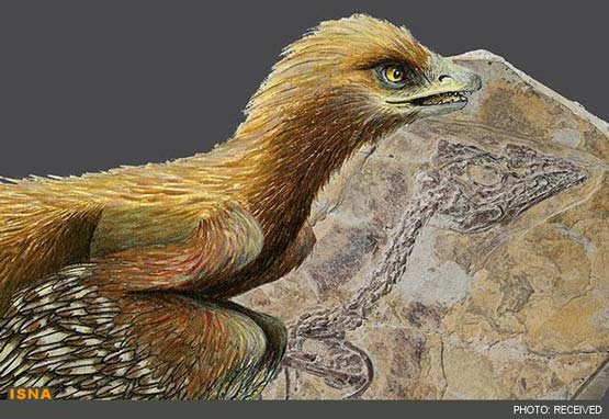 کشف قدیمی‌ترین پرنده جهان +تصاویر