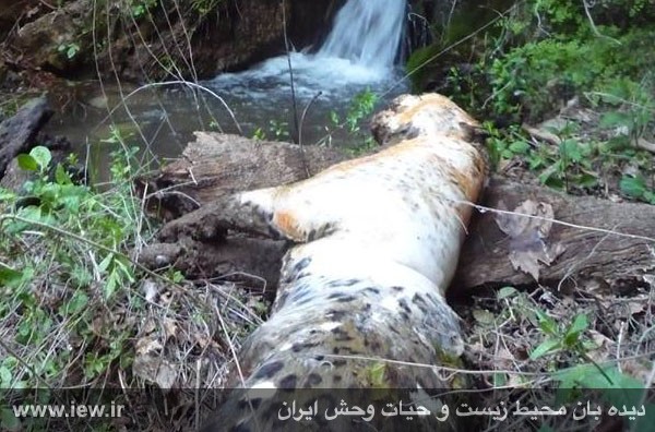 مرگ یک قلاده پلنگ ایرانی در شهرستان لردگان
