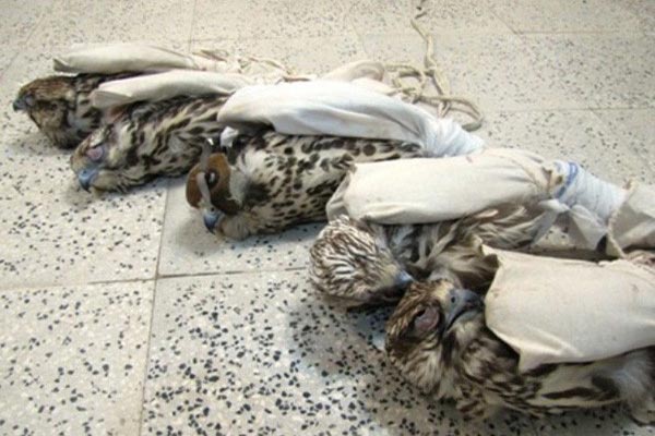 پرندگانی با چشمان دوخته در دام قاچاقچیان