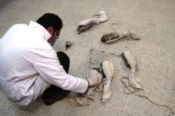 پرندگانی با چشمان دوخته در دام قاچاقچیان