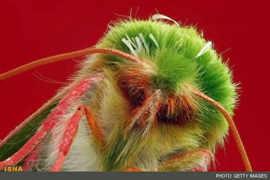 تصاویر شگفت‌انگیز از نمای نزدیک حشرات