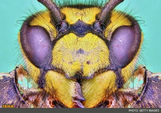 تصاویر شگفت‌انگیز از نمای نزدیک حشرات