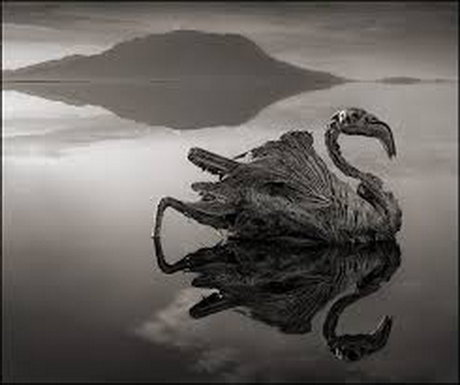 دریاچه‌ای که از حیوانات زنده، مجسمه سنگی می‌سازد +عکس