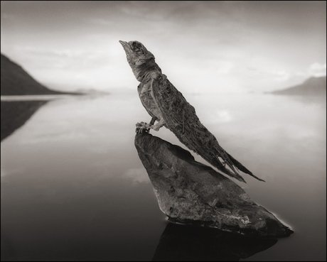 دریاچه‌ای که از حیوانات زنده، مجسمه سنگی می‌سازد +عکس