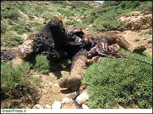 عکس: لاشه خرس «سوخته» در منطقه کوهرنگ