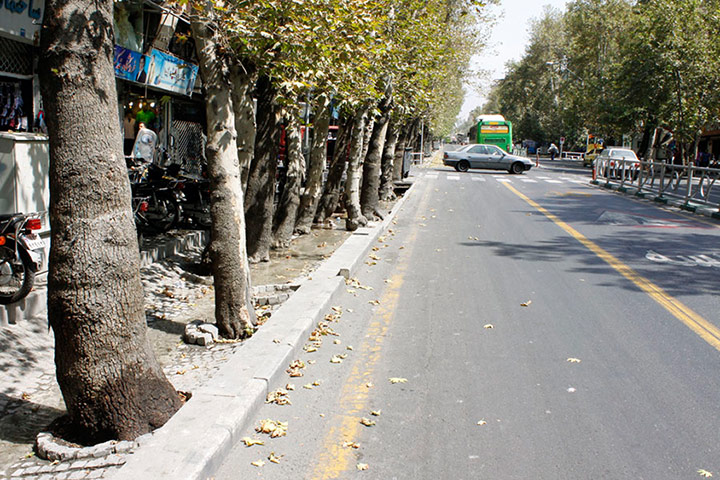 گزارش گاردین از قطع چنارهای کهنسال در تهران +تصاویر