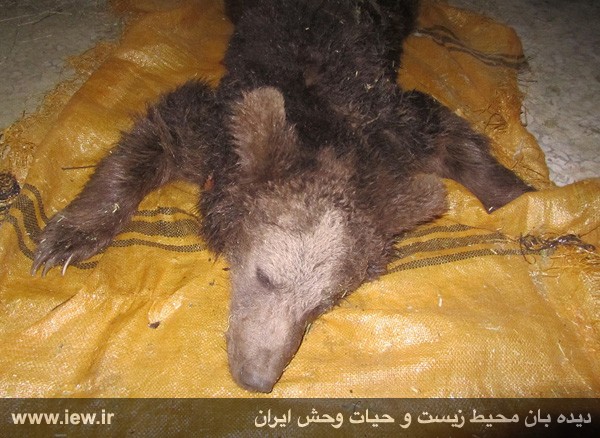 کشته شدن خرس قهوهای جوان با شلیک دو گلوله کشته شدن خرس قهوهای جوان با شلیک دو گلوله