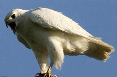 عقاب سفید ایرانی در کویت ۷۵۰ هزار دلار فروخته شد