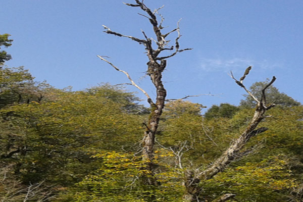 درختان شاه بلوط در آستانه نابودی کامل