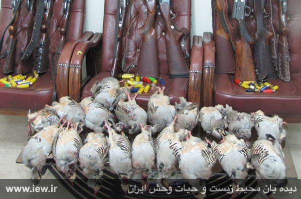 دستگیری ۱۱ شکارچی کبک در طالقان دستگیری ۱۱ شکارچی کبک در طالقان