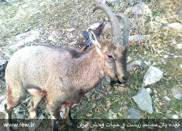 شش ماه زندان به جرم مشارکت در شکار غیرمجاز شش ماه زندان به جرم مشارکت در شکار غیرمجاز