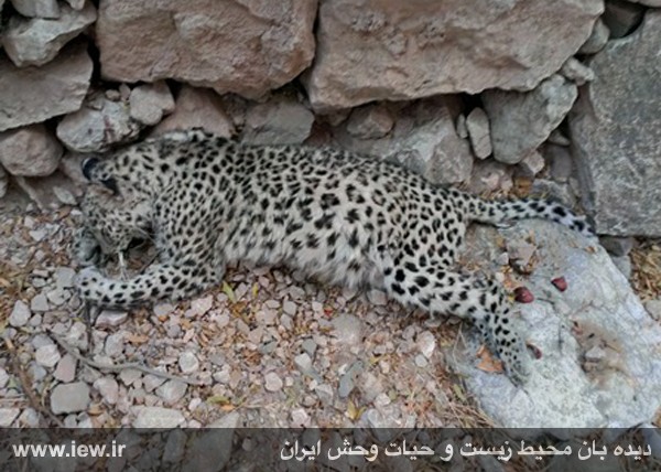 مرگ سومین قلاده پلنگ در آذرماه +عکس