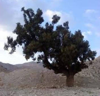 مرگ کهن ترین و تنهاترین درخت بلوط ایلام