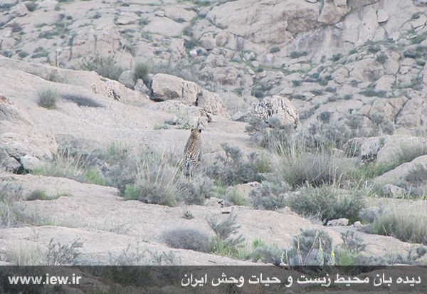 مشاهده همزمان ۴ پلنگ ایرانی در پارک ملی بمو