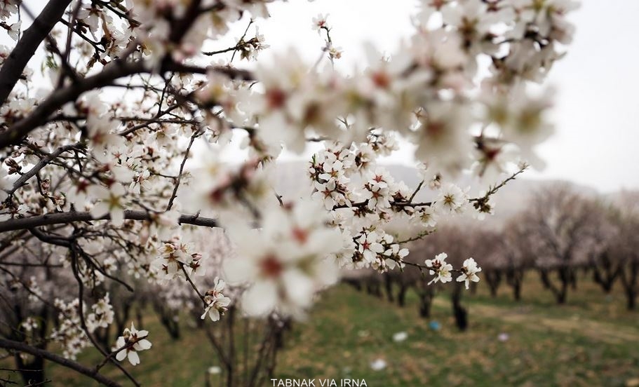 عکسهای زیبایی از فصل بهار