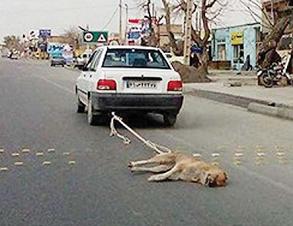 سگ کشی در ایران