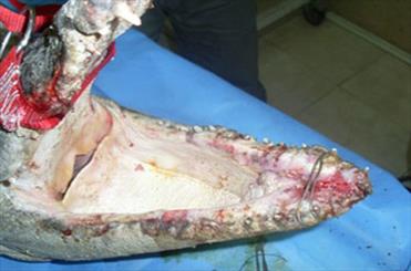 کروکودیل فک شکسته با جراحی جان به در برد کروکودیل فک شکسته با جراحی جان به در برد