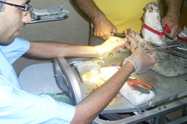کروکودیل فک شکسته با جراحی جان به در برد کروکودیل فک شکسته با جراحی جان به در برد