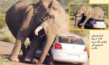 اتومبیلی با چند سرنشین زیر پاهای فیل خشمگین