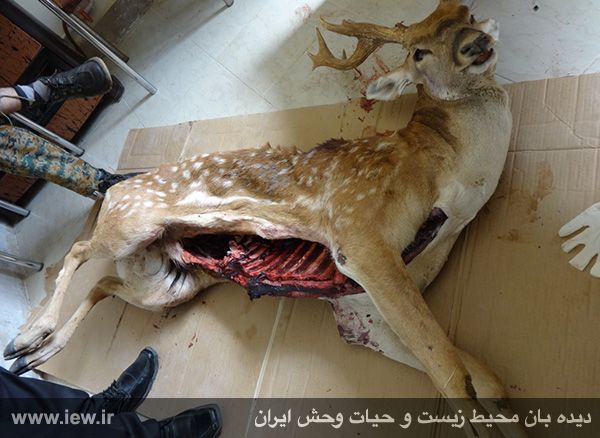 یک گوزن زرد ایرانی در باغ وحش خرم آباد به ضرب گلوله از پای درآمد