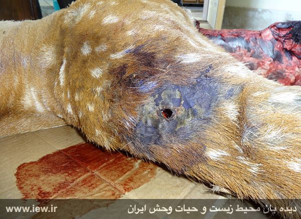 یک گوزن زرد ایرانی در باغ وحش خرم آباد به ضرب گلوله از پای درآمد