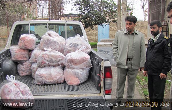 کشف بیش از ۷۰۰ کیلوگرم گوشت گراز در علی آباد