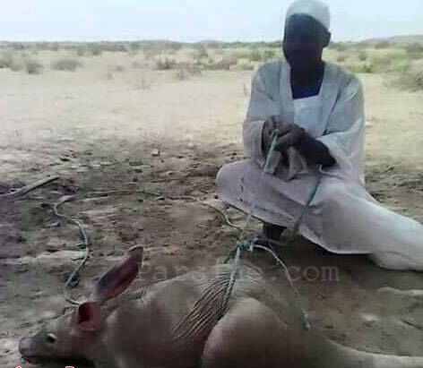 شکار خرگوش عظیم الجثه در سودان