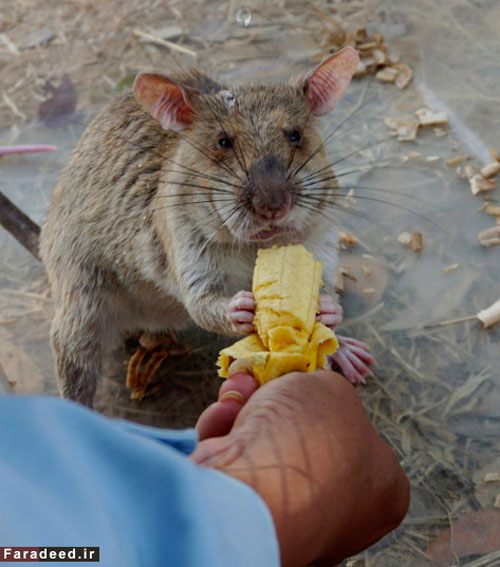 موش‌های فداکار در کامبوج