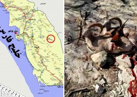 رجزخوانی شکارچیان برای رئیس محیط زیست شهر مقابل دوربین!